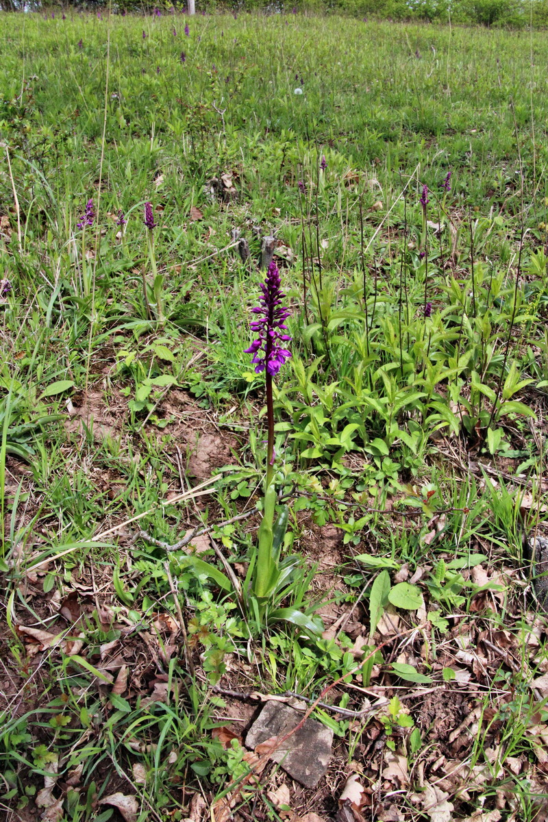 2014_04_17_00040396p_Bildgr��e �ndern