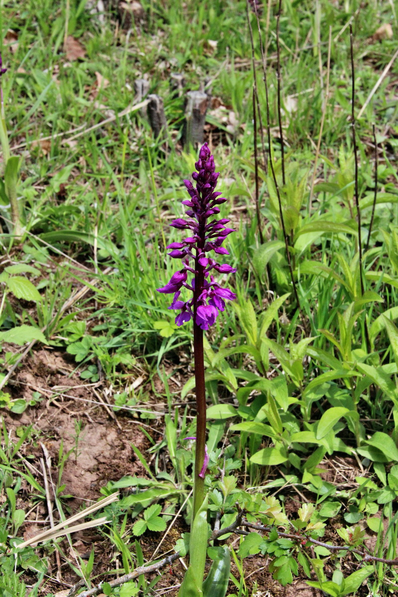 2014_04_17_00040397p_Bildgr��e �ndern