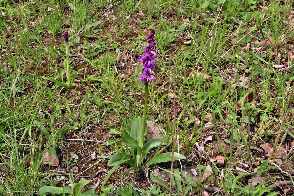 2014_04_17_00040402p_Bildgr��e �ndern