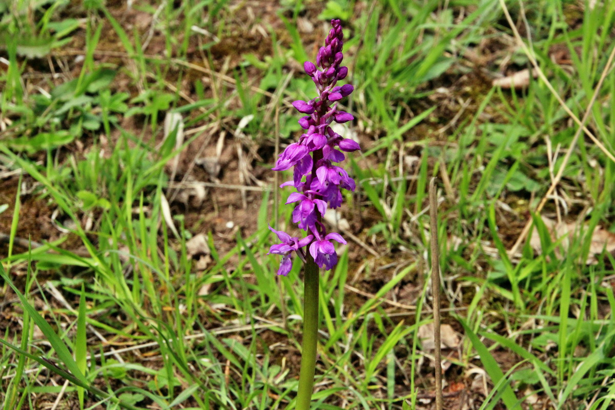 2014_04_17_00040403p_Bildgr��e �ndern