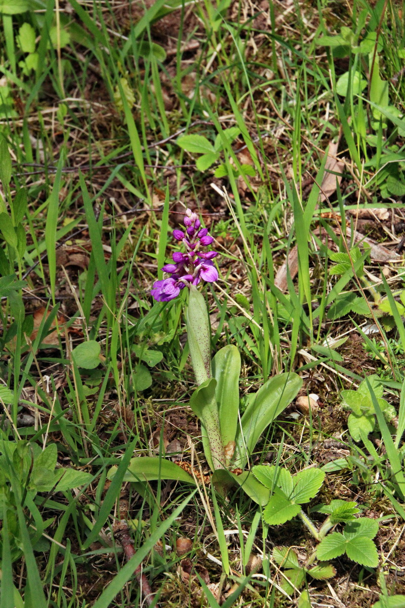 2014_04_17_00040468p_Bildgr��e �ndern