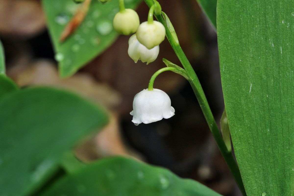 2014_04_21_00040545p_Bildgr��e �ndern