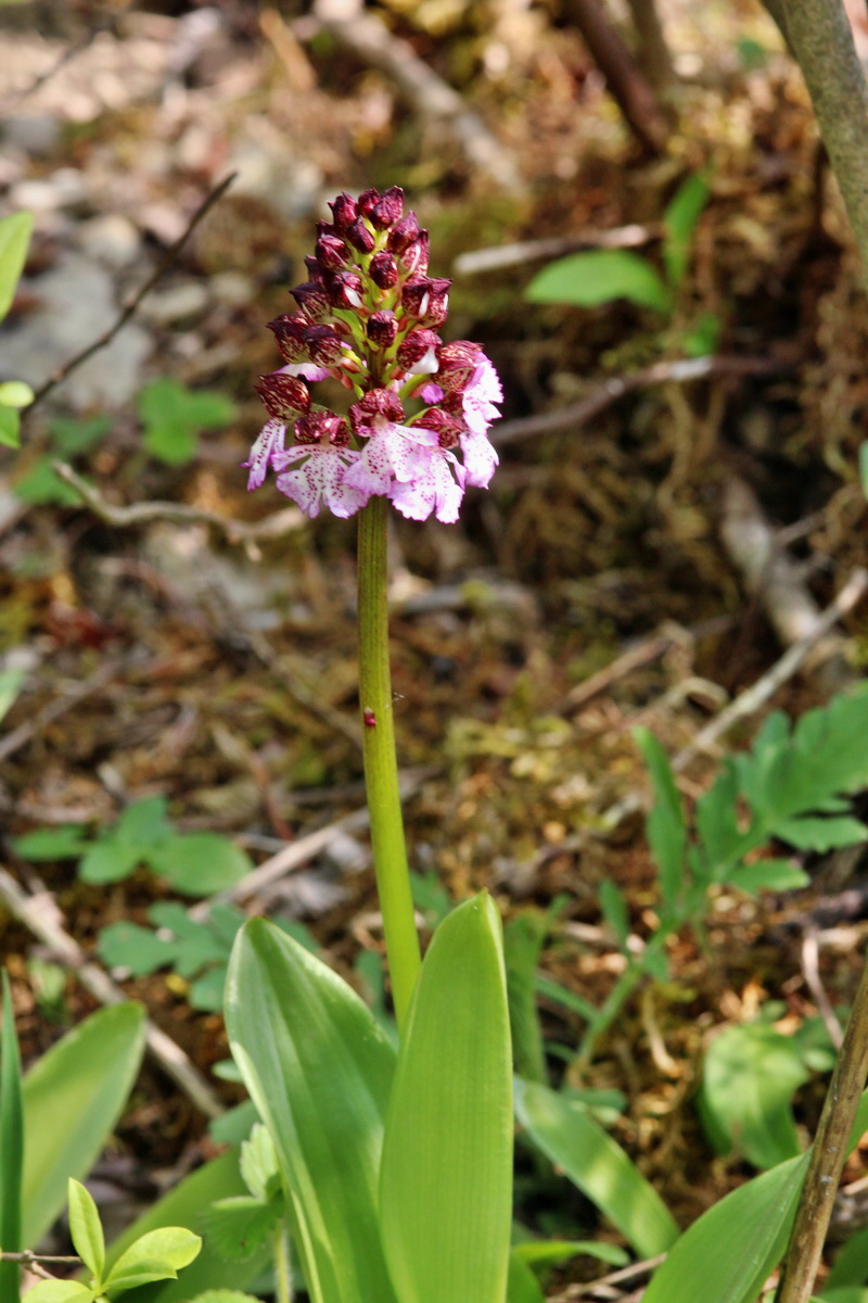 2014_04_23_00040890p_Bildgr��e �ndern