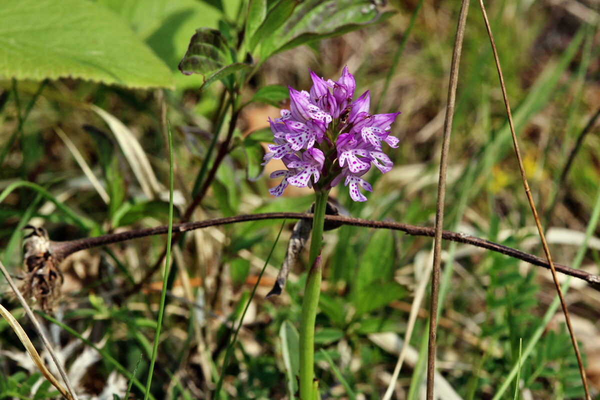 2014_04_23_00040994p_Bildgr��e �ndern