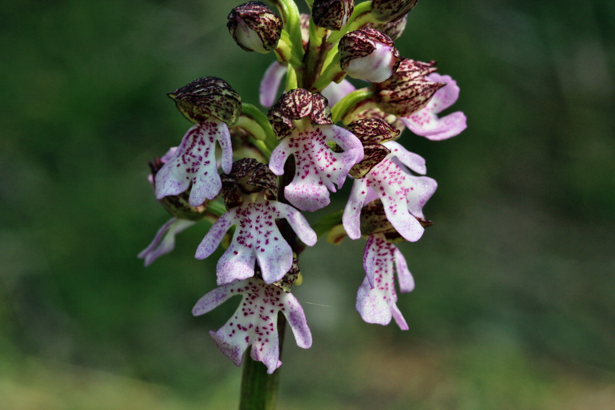 2014_04_23_00040998p_Bildgr��e �ndern