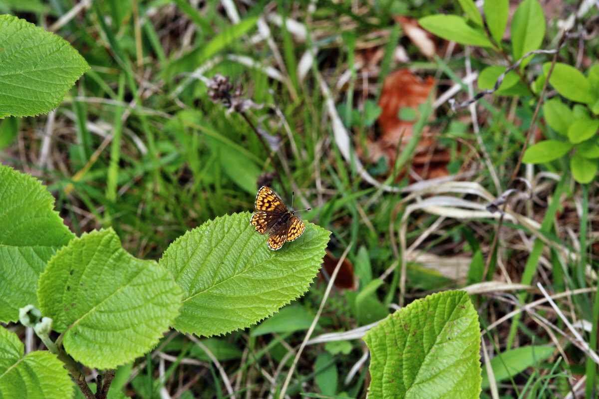 2014_04_23_00041083p_Bildgr��e �ndern