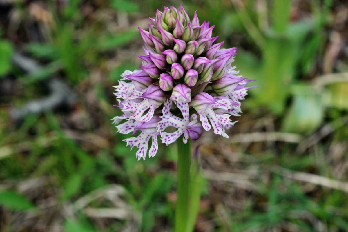 2014_04_23_00041111p_Bildgr��e �ndern