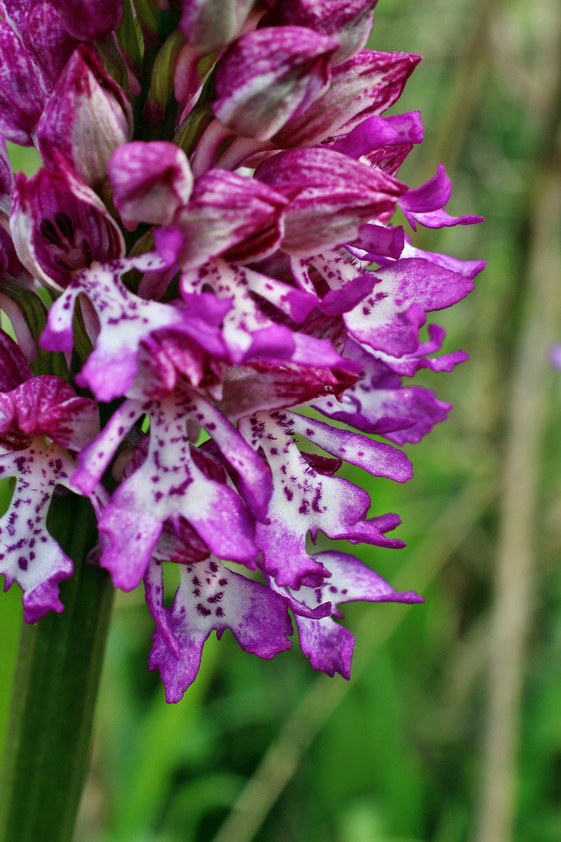 2014_04_23_00041163p_Bildgr��e �ndern