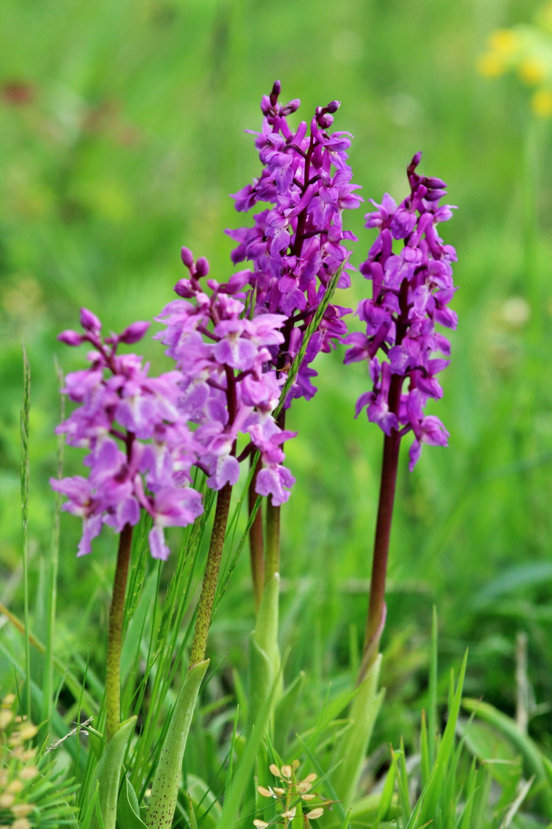 2014_04_27_00041248p_Bildgr��e �ndern