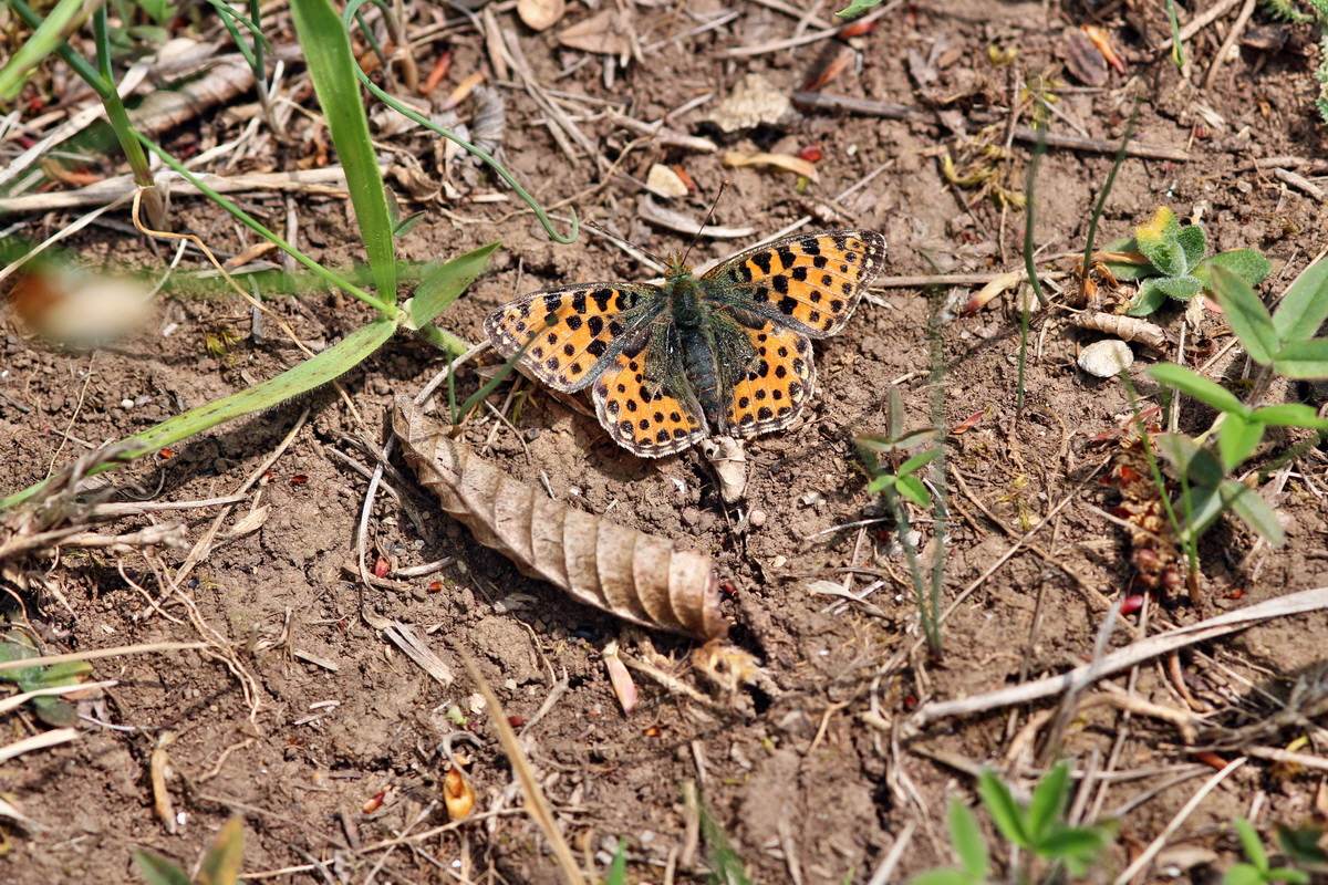 2014_04_27_00041359p_Bildgr��e �ndern