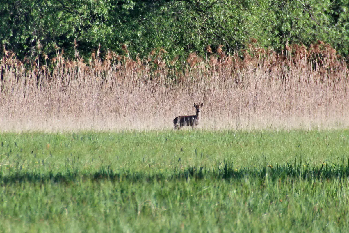 2014_04_29_00041394p_Bildgr��e �ndern