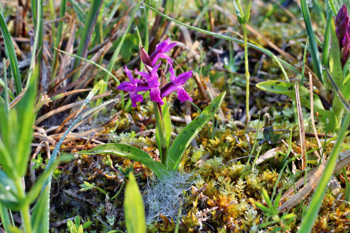 2014_04_29_00041418p_Bildgr��e �ndern