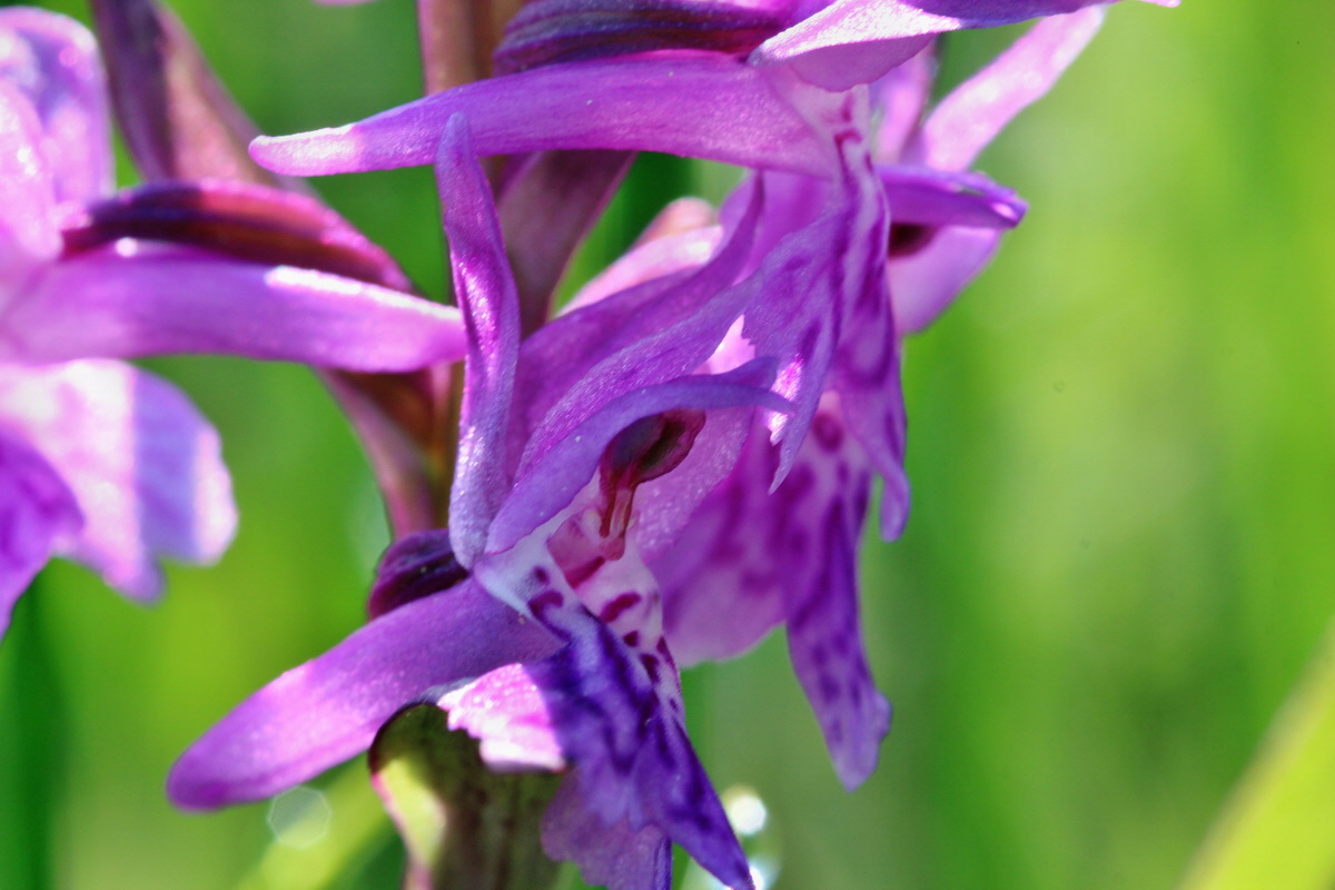 2014_04_29_00041565p_Bildgr��e �ndern