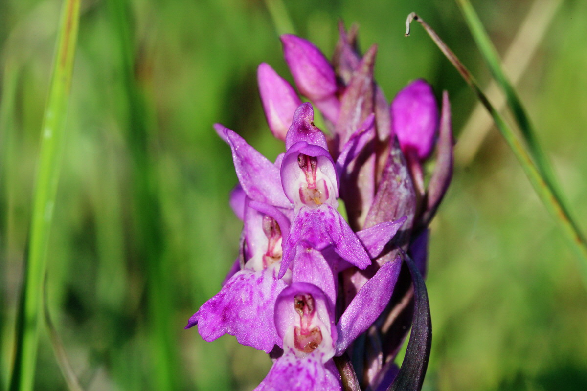 2014_04_29_00041586p_Bildgr��e �ndern