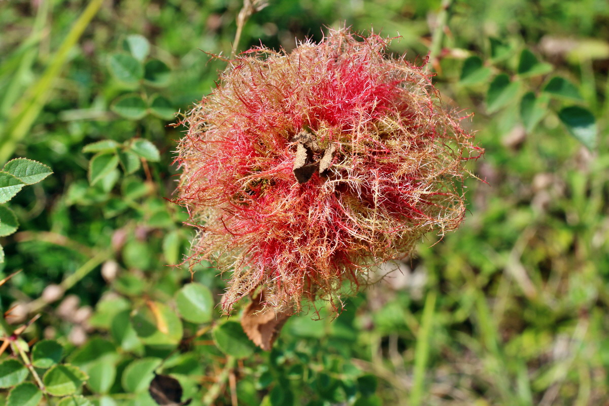 2014_08_08_00048345p_Bildgr��e �ndern