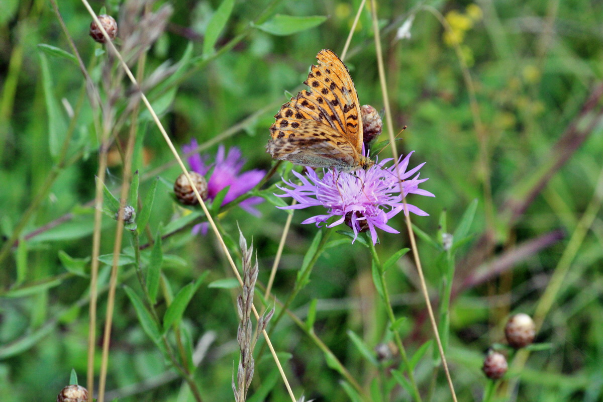 2014_08_08_00048375p_Bildgr��e �ndern