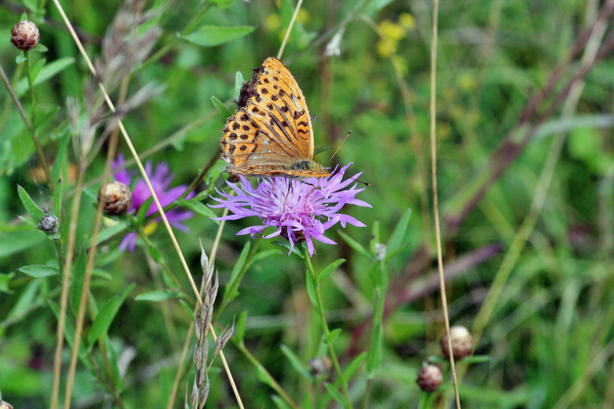 2014_08_08_00048380p_Bildgr��e �ndern