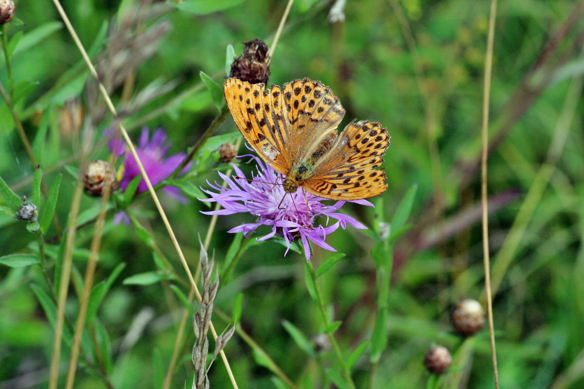 2014_08_08_00048397p_Bildgr��e �ndern