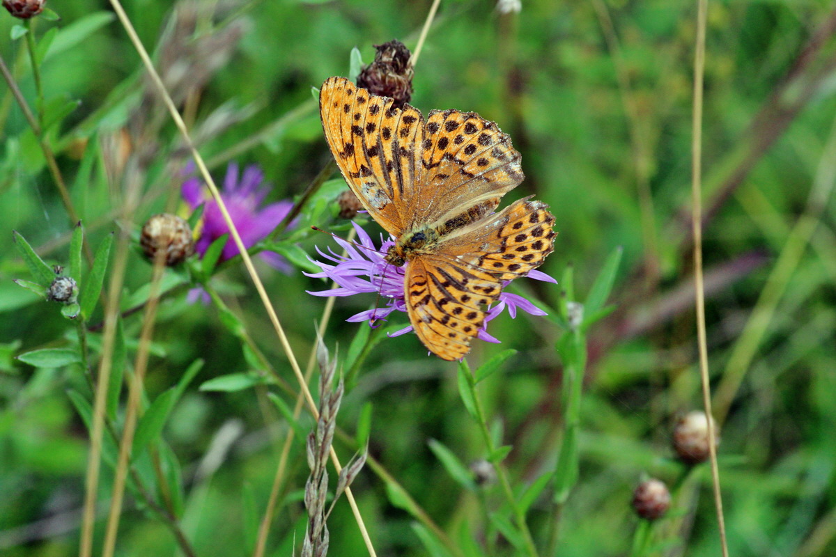 2014_08_08_00048402p_Bildgr��e �ndern