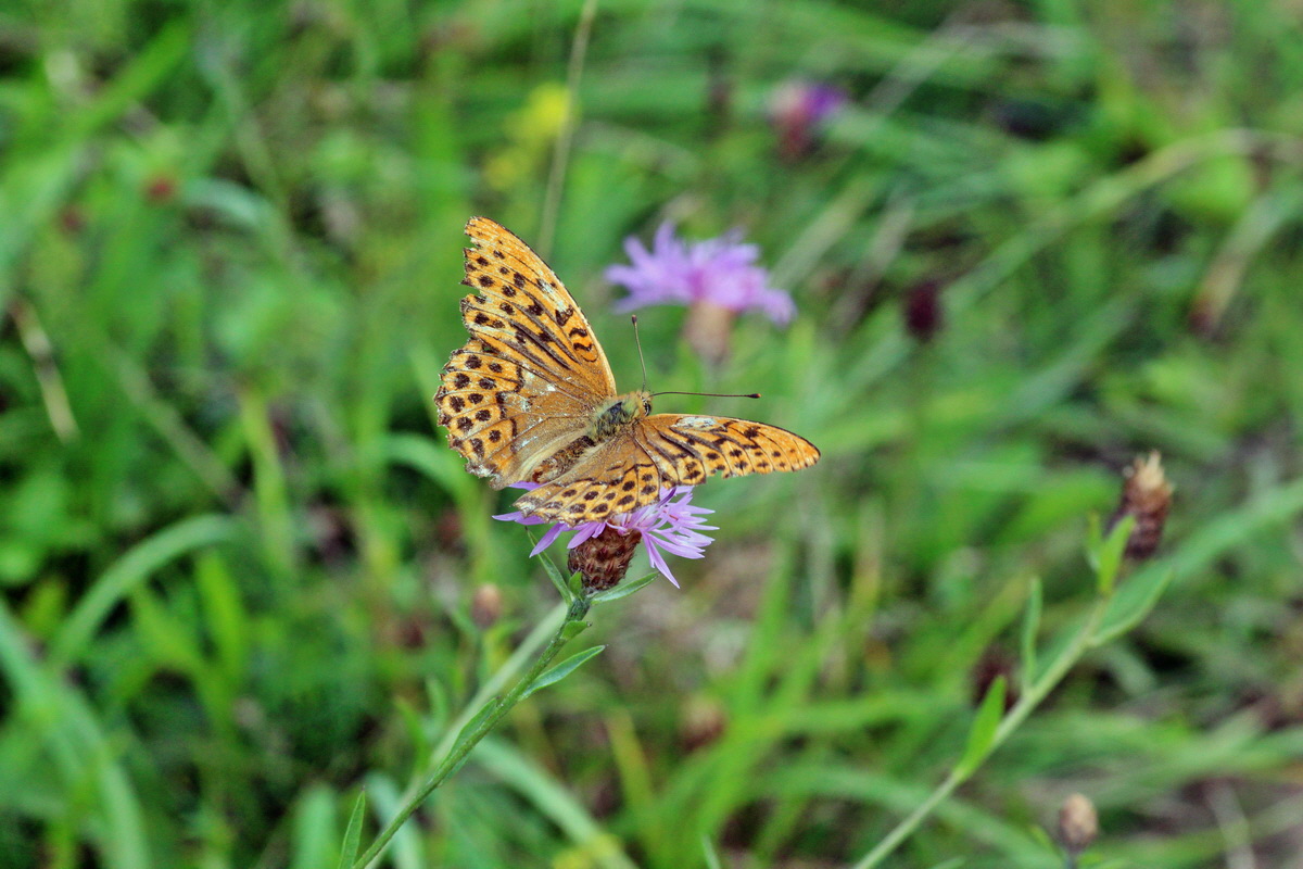 2014_08_08_00048411p_Bildgr��e �ndern