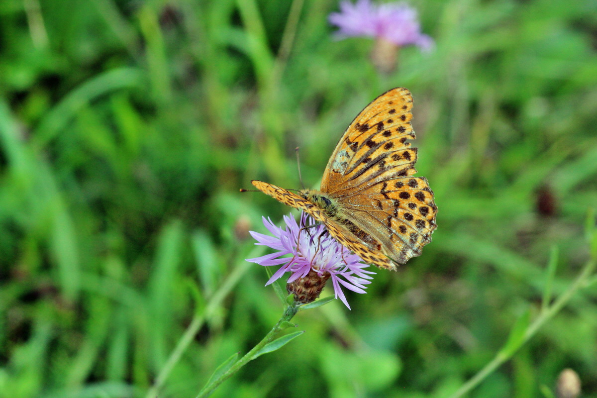 2014_08_08_00048416p_Bildgr��e �ndern