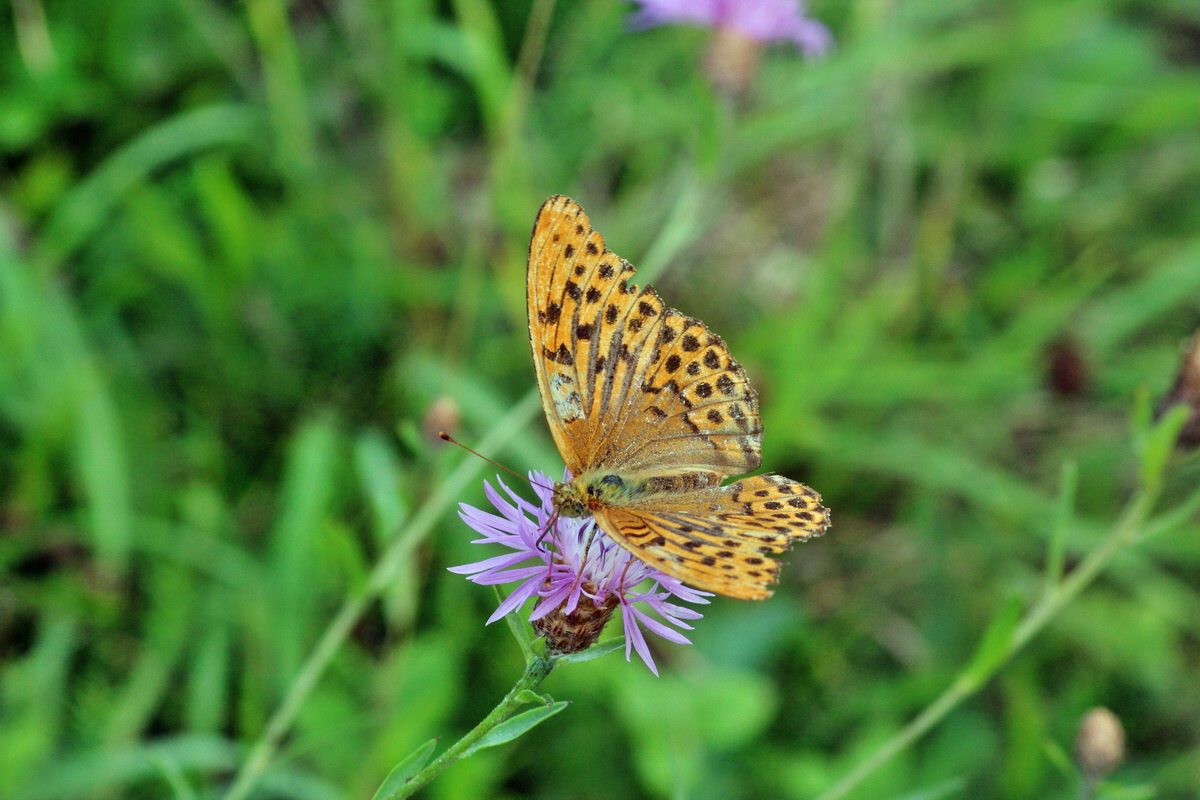 2014_08_08_00048422p_Bildgr��e �ndern