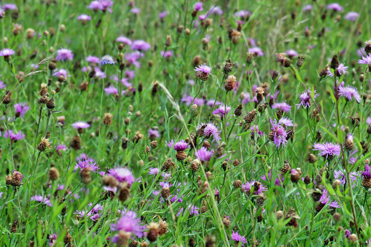 2014_08_08_00048446p_Bildgr��e �ndern