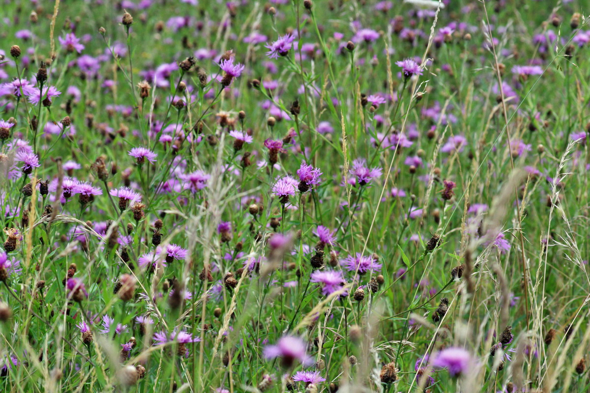 2014_08_08_00048450p_Bildgr��e �ndern