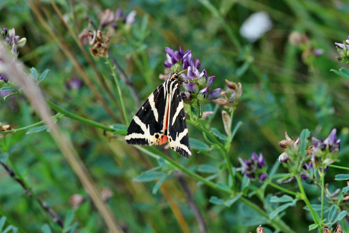 2014_08_08_00048462p_Bildgr��e �ndern