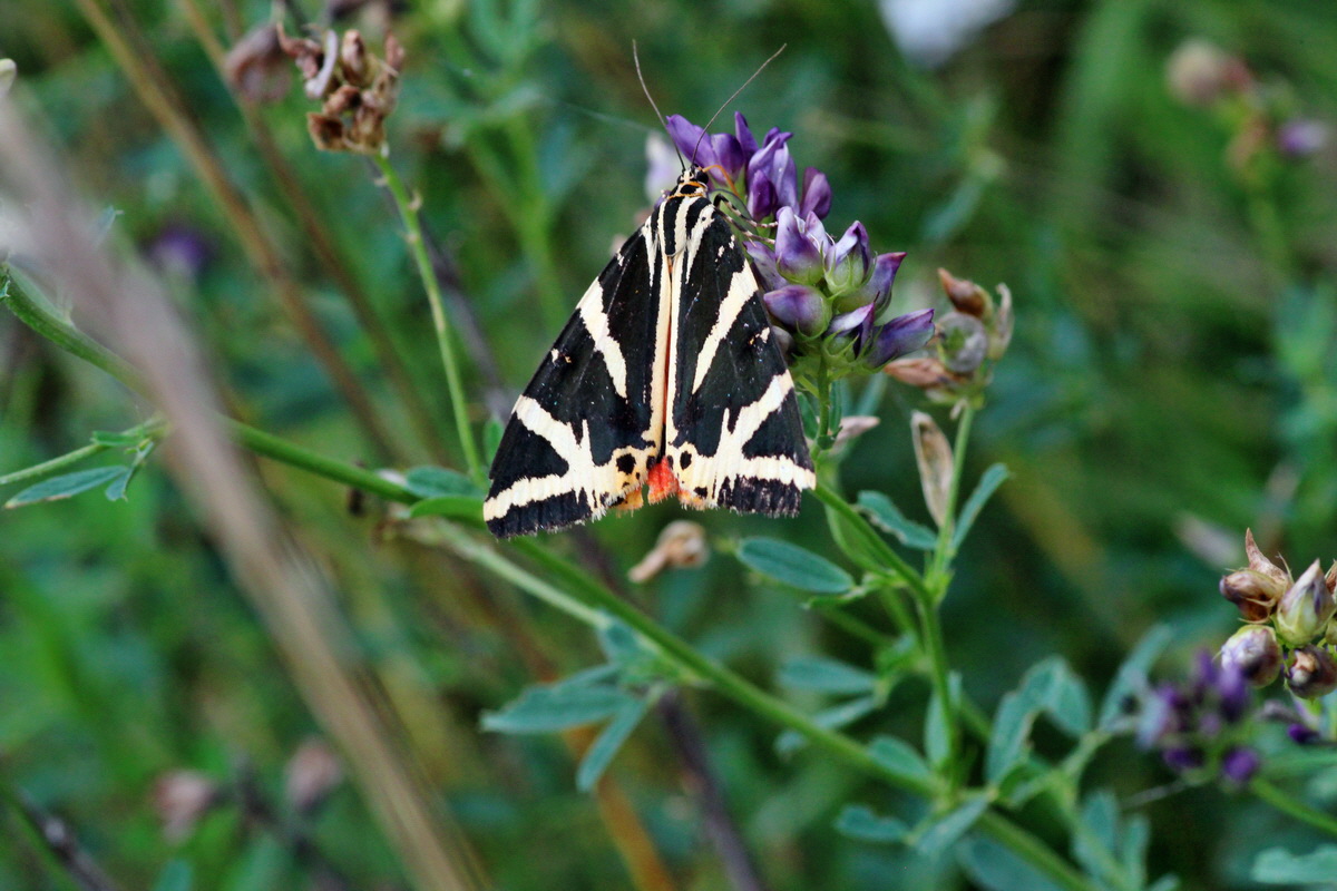 2014_08_08_00048470p_Bildgr��e �ndern