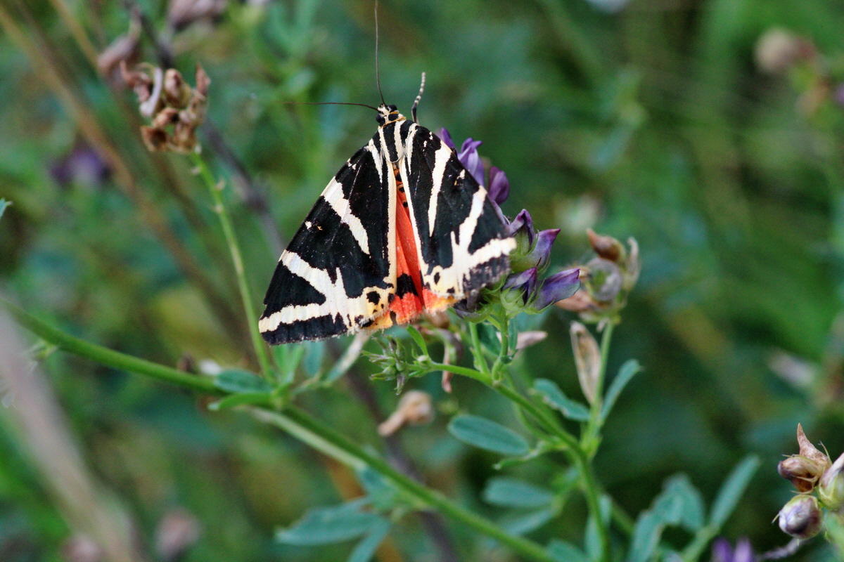 2014_08_08_00048489p_Bildgr��e �ndern