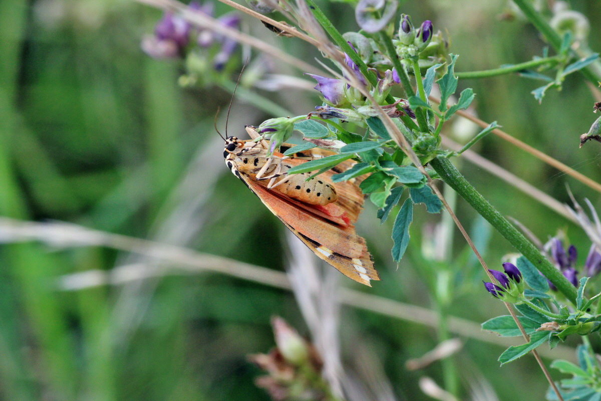 2014_08_08_00048492p_Bildgr��e �ndern