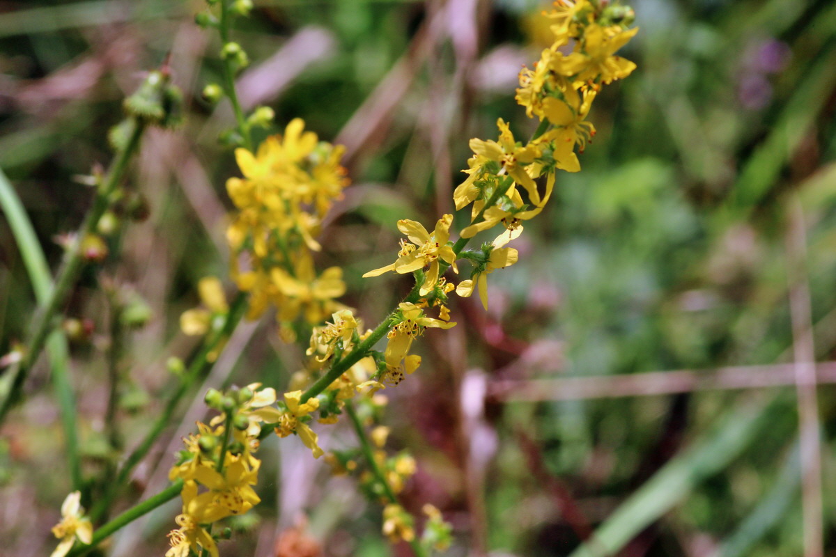 2014_08_08_00048516p_Bildgr��e �ndern