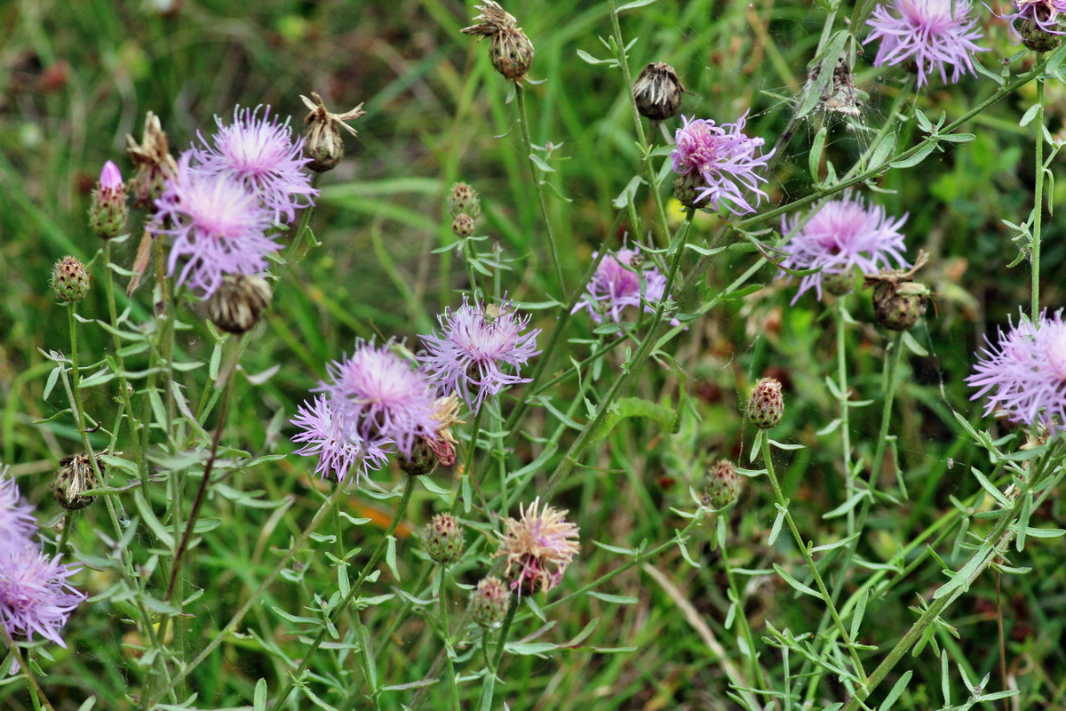 2014_08_09_00048533p_Bildgr��e �ndern