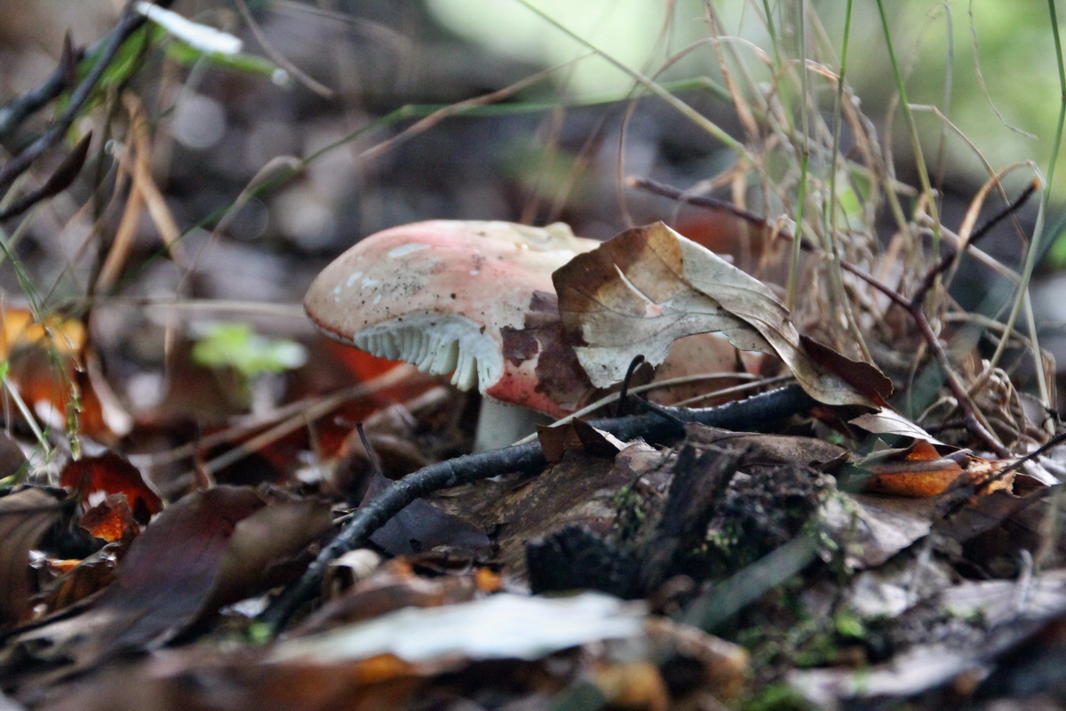 2014_08_11_00049219p_Bildgr��e �ndern