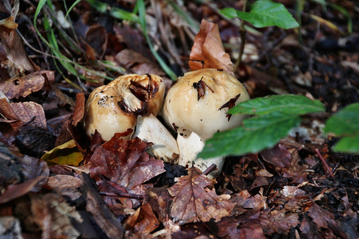 2014_08_11_00049239p_Bildgr��e �ndern