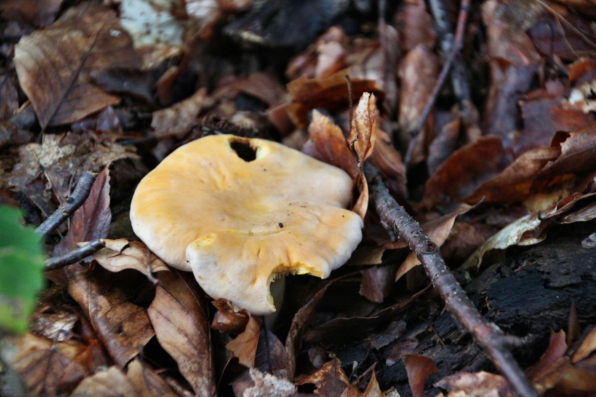 2014_08_11_00049243p_Bildgr��e �ndern