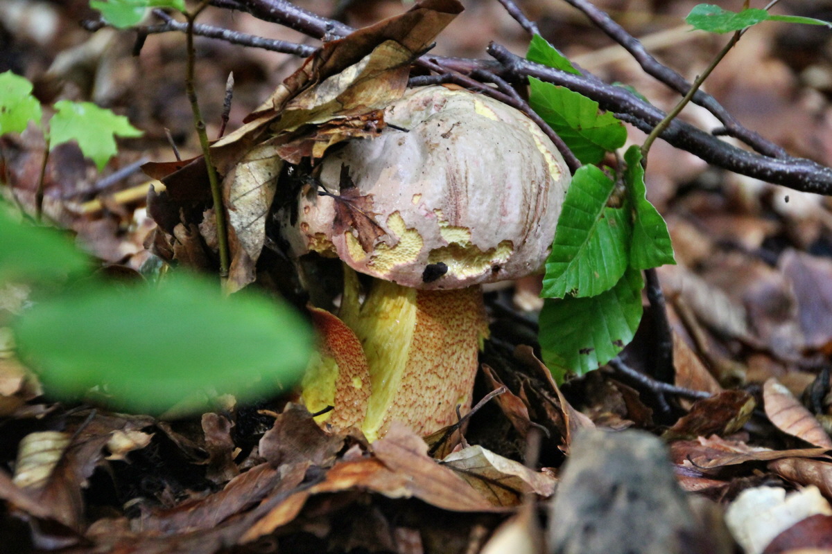 2014_08_11_00049252p_Bildgr��e �ndern