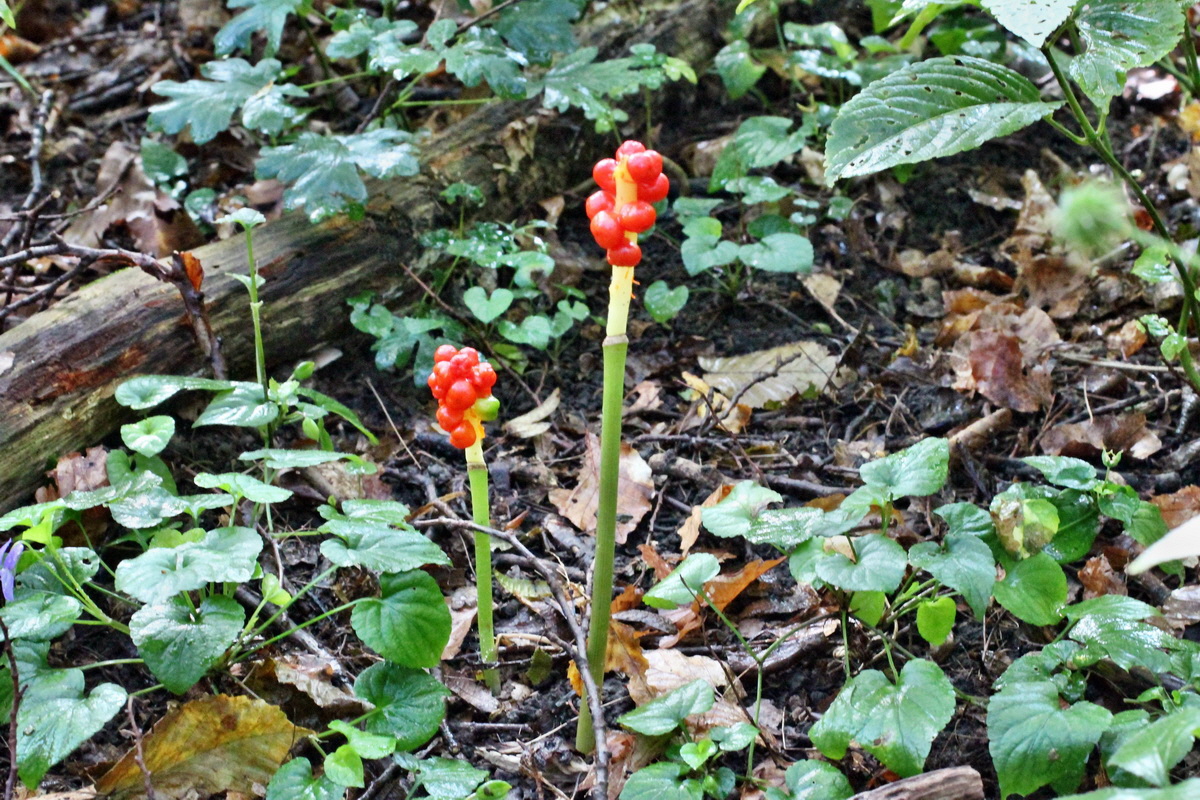 2014_08_12_00049303p_Bildgr��e �ndern