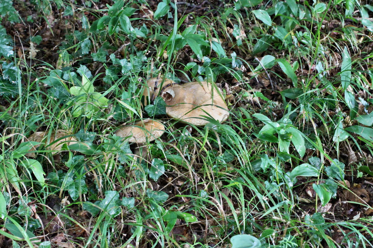 2014_08_12_00049324p_Bildgr��e �ndern