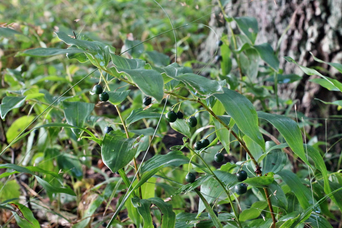 2014_08_12_00049332p_Bildgr��e �ndern