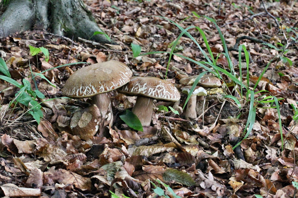 2014_08_12_00049335p_Bildgr��e �ndern