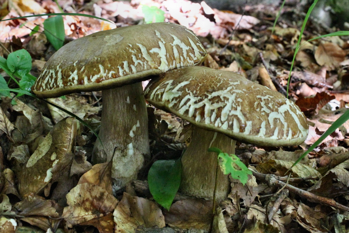 2014_08_12_00049337p_Bildgr��e �ndern