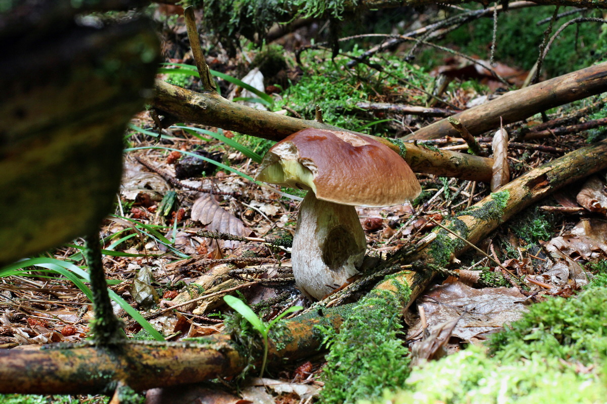 2014_08_14_00049433p_Bildgr��e �ndern