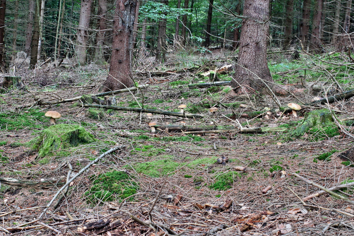 2014_08_14_00049478p_Bildgr��e �ndern