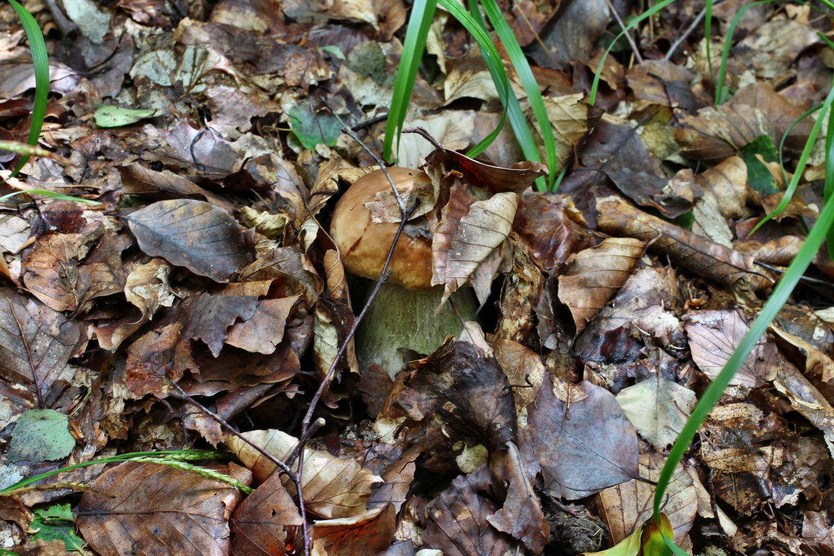 2014_08_14_00049553p_Bildgr��e �ndern