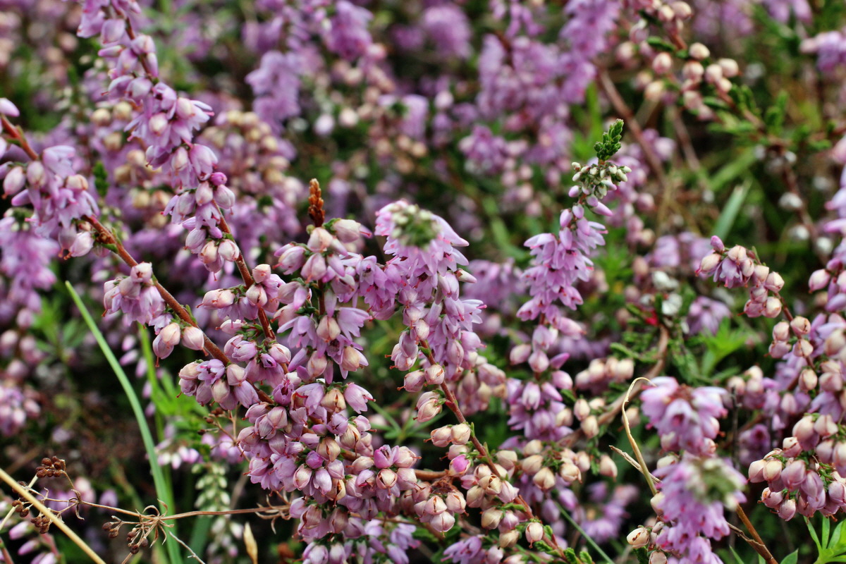 2014_08_15_00049630p_Bildgr��e �ndern