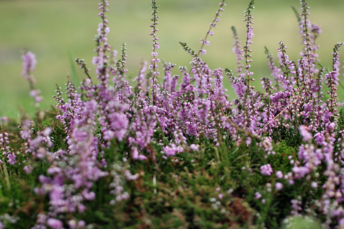 2014_08_15_00049784p_Bildgr��e �ndern