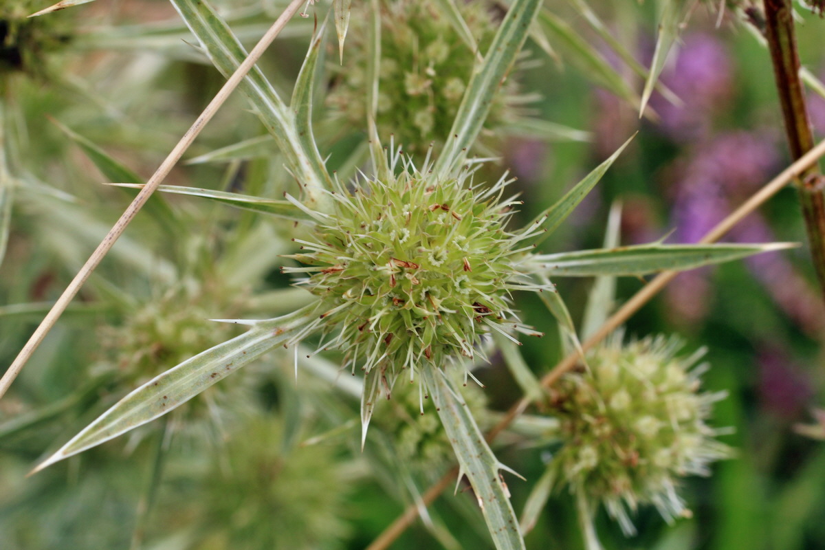 2014_08_15_00049811p_Bildgr��e �ndern