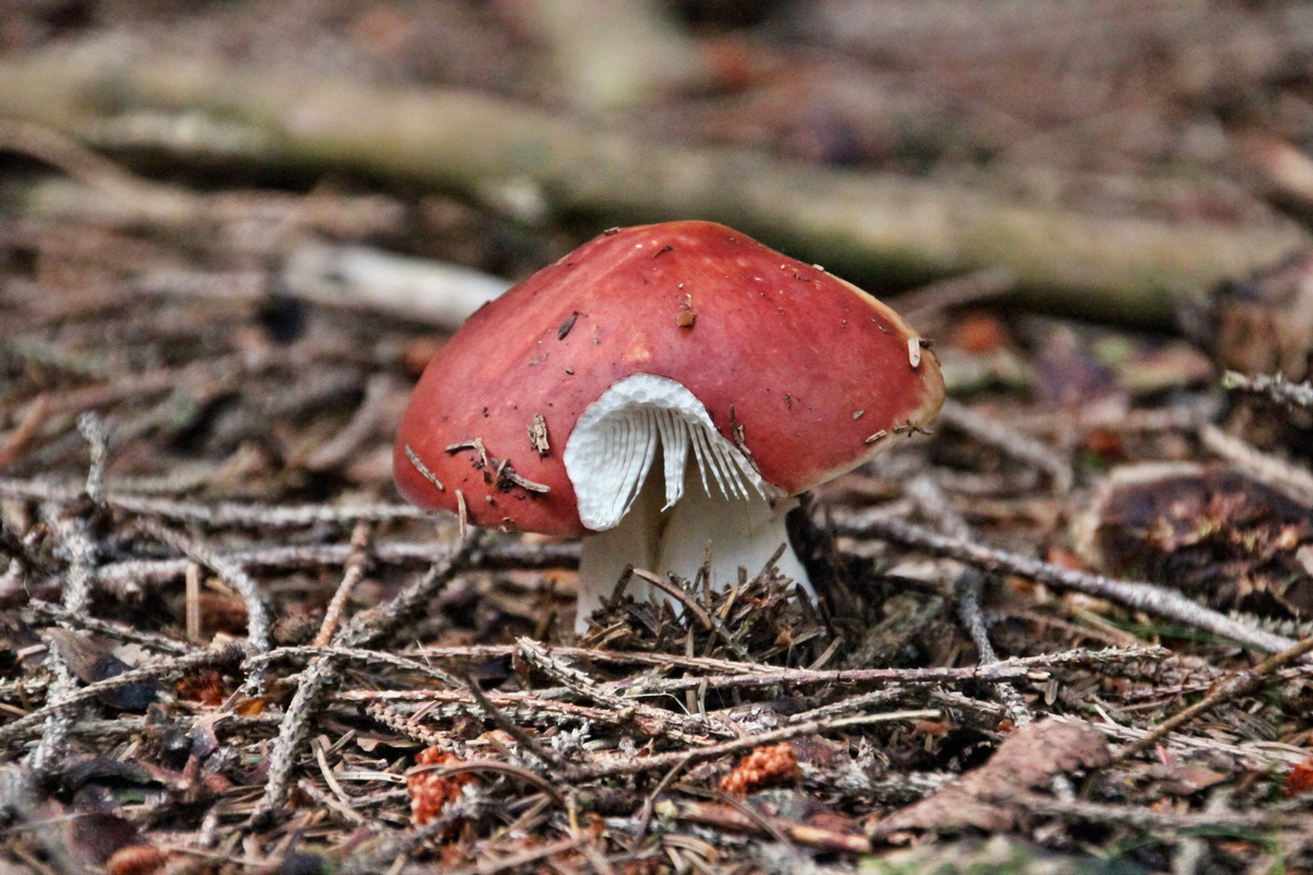 2014_08_19_00049938p_Bildgr��e �ndern